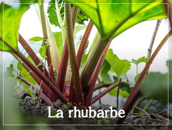 Délicieux et sans gluten