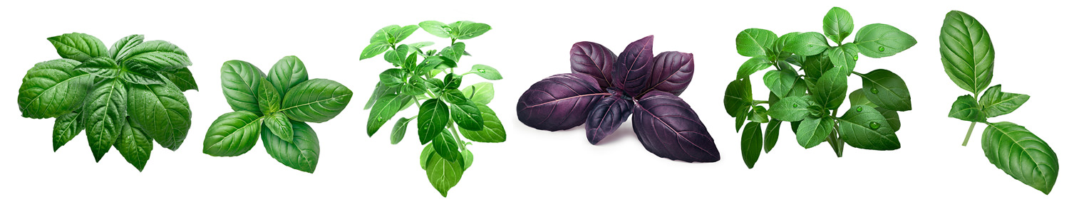 Basilic