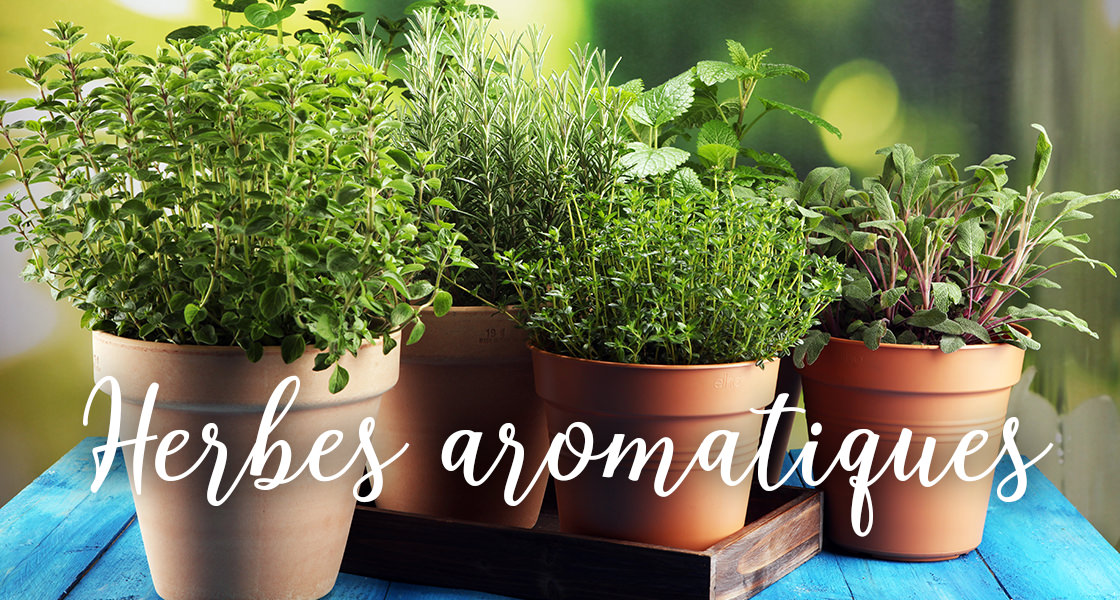 Herbes aromatiques